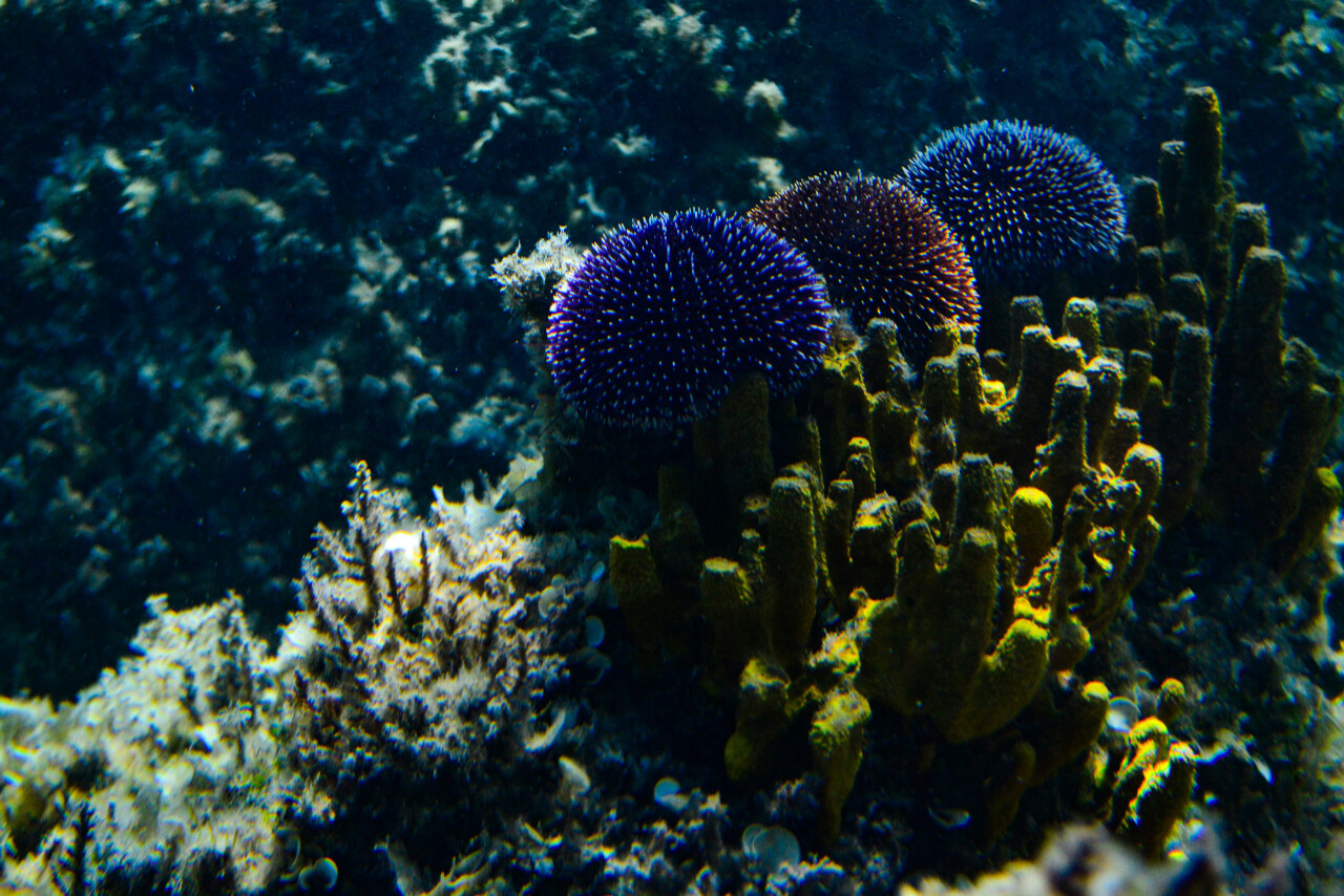 Mediterranean violet sea urchins (Sphaerechinus granularis) in three different color forms—red, white, and purple—on a gold sponge (Aplysina aerophoba) - Pasman island in Zadar region