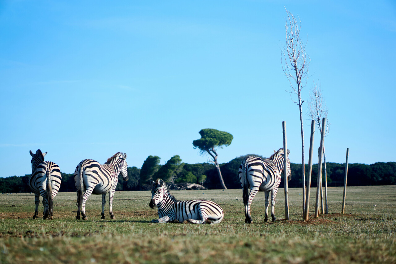 Brijuni National Park
