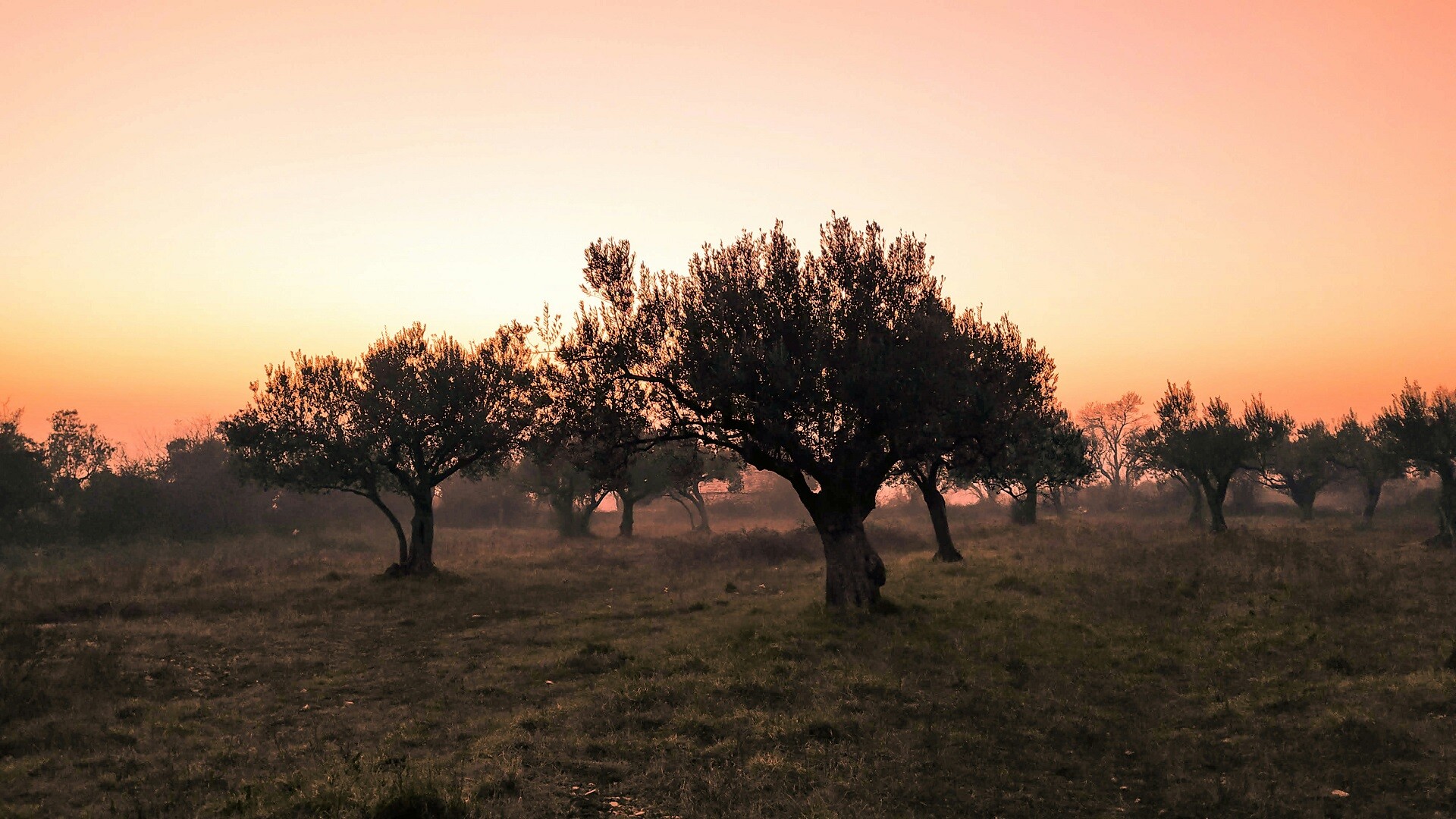 Mediterranean olive trees