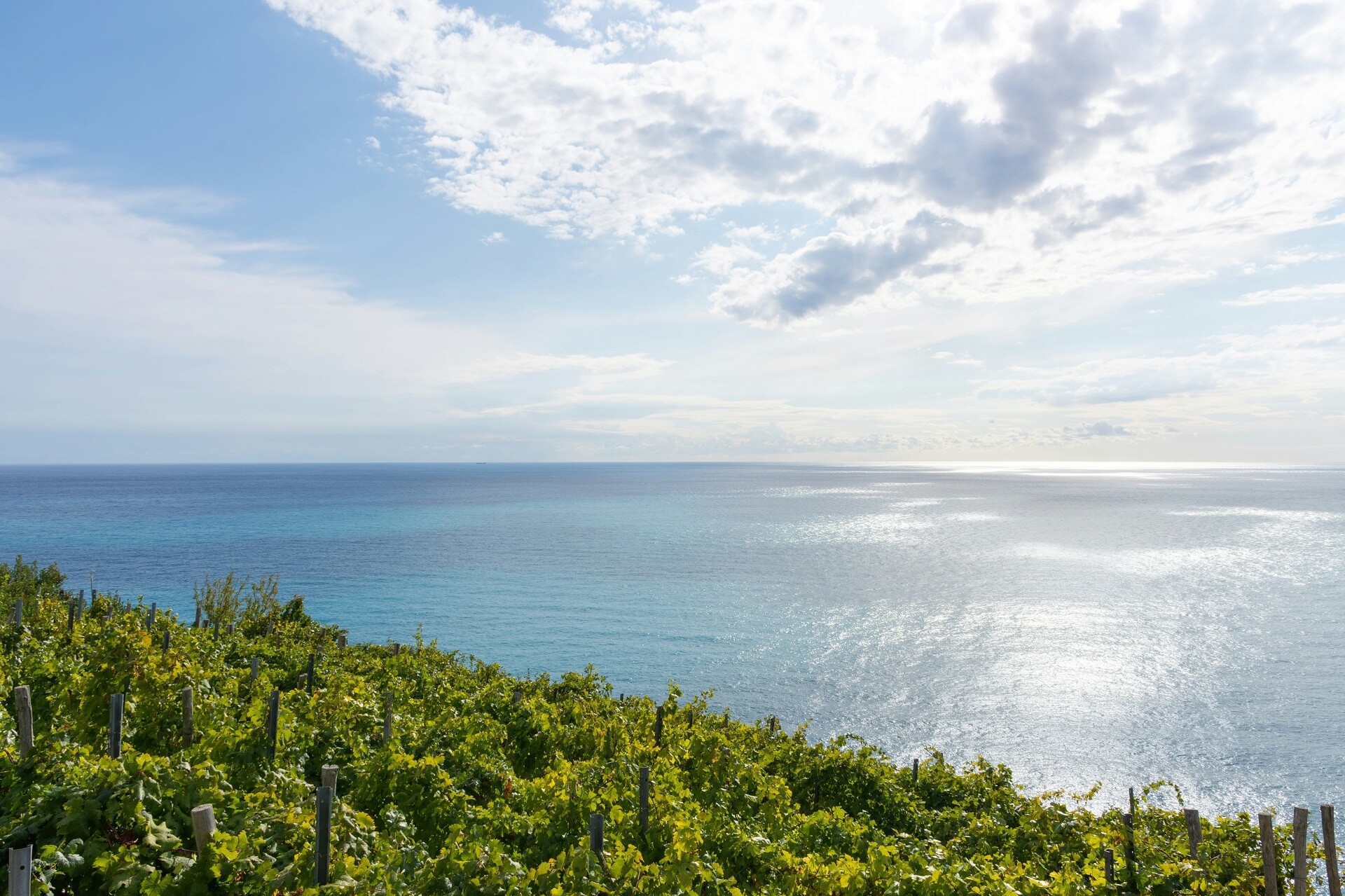 Vineyard perfection by the sea