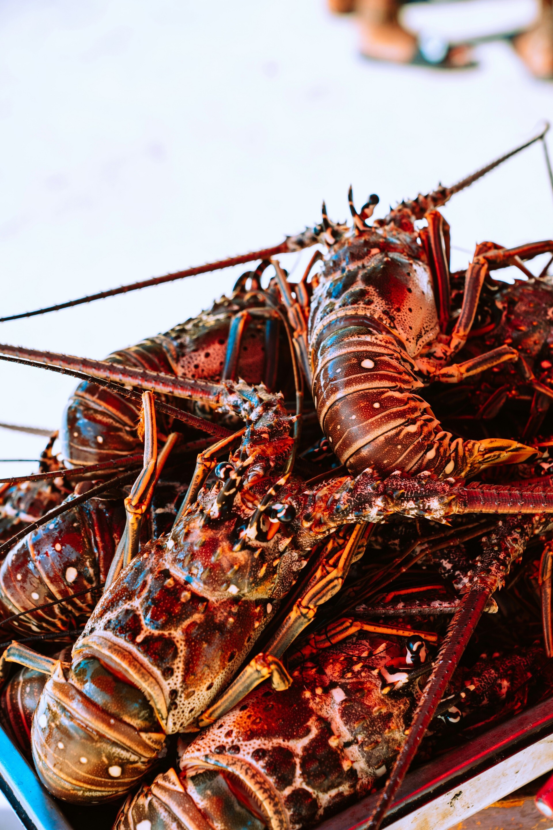 Adriatic lobsters, Croatia